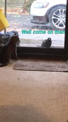 Cat Voiceover: Cats Have Spoken Compilation