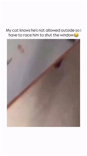TrendTalk Hub on Instagram: "This video is a short, humorous clip that captures a clever and agile cat making a swift exit from a room. It begins with the person filming running quickly through a house, the camera shaking to convey a sense of urgency as they move through a doorway and into a bedroom. As they approach a closed window, you can see their hand reach out to slide the window pane open. Immediately, a fluffy, grey-and-black tabby cat appears on the windowsill. Without a moment’s hesita
