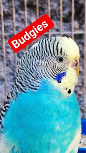 Lindos Periquitos da cor AZUL ( Budgerigar ) Pets
