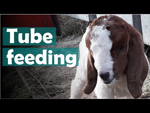 How to tube feed a baby goat