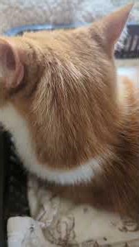 3/17ベッドのみい太（´・ω・`）