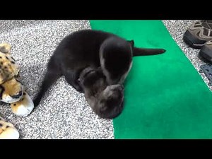 Frisky Rescued River Otter Pups Celebrate Three Years Of Fun