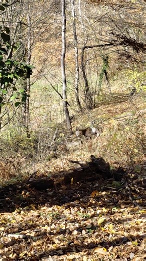 European Mouflon Hunt. #nature #wildlife #deer #viral #hunting #mountains #forest #animals #shorts