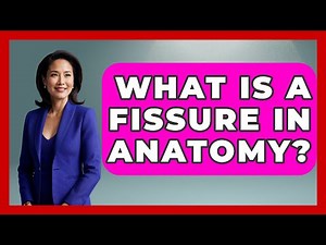 What Is A Fissure In Anatomy? - Biology For Everyone
