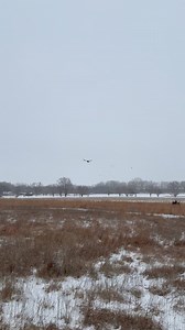 Doubled up in the snow. #pheasant #pheasanthunting #snowhunting #uplandbirds #germanshorthairedpointer #sportsmandogs #birdhunting #flushingdog #pointingdog #pointer #brittanyspaniel #fielddogs #hunting #huntingdogs #labrador #flushinglab #double | PFR Kennel