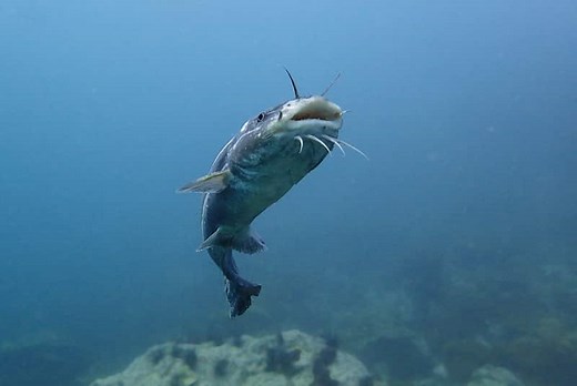 Saltwater Catfish Facts: What are Saltwater Catfish? - HookedOnCatfish