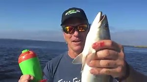39 reactions · 45 shares | Check out this AWESOME NEW VIDEO of the TactiBite Fish Call in action!!! Order yours today at www.TheFishCall.com! | TactiBite Fish Call | Facebook