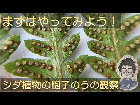 99. Observation of ferns' sporangia