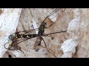Giant Ichneumon Wasp (Ichneumonidae: Megarhyssa macrurus ) Ovipositing Female