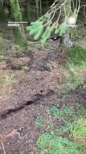The forest isn’t haunted… it’s breathing. The breathing forest phenomenon makes the ground appear to rise and fall as wind moves trees with shallow root systems. | Bi99Chungus