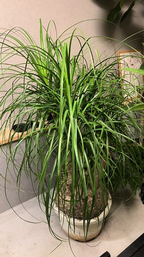 希少なトックリラン入荷 - 観葉植物専門店の魅力
