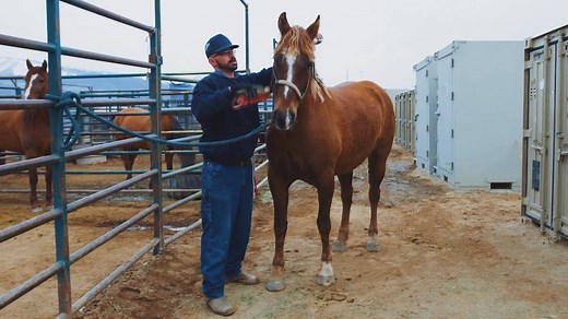 1.5M views · 7.8K reactions | At the Northern Nevada Correctional Facility, wild horses help inmates get back in the saddle. Using gentle-taming techniques, inmates are transformed into real-life cowboys as they train the wild mustangs to become domesticated horses. | Great Big Story | Facebook