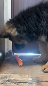 carrot asmr 🥕🐾 #cutepuppy #gsds #germanshepherd #germanshepheard #asmr
