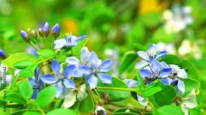 Lignum vitae blue white flowers blooming in the garden and The bees are finding nectar