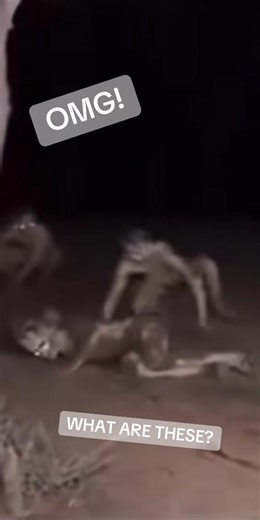 Mystifying Creatures: What Are These Aliens and Cryptids?