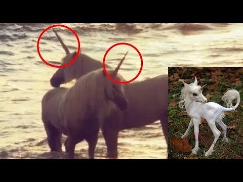 10 Real Unicorn Caught On Camera