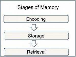 Memory Stages In Psychology: Encoding Storage & Retrieval