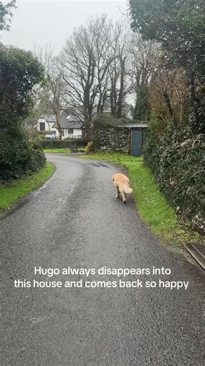 Only goes into the house on the return journey of our walk. Never when we first past it. #dog #ireland #countryside #goldenretriever #adventurevibes