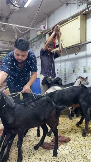 Excellent Goat Meat Cutting | Mutton Chopping - HOW TO BUTCHER #reels #butcherscut #lambmeat
