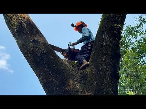 High Stakes Pruning! Removing Giant Trees in a Very Tight Residential Area!