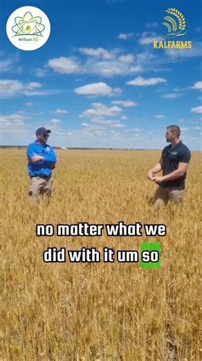 We could never shift pH—not with heavy liming, not with anything… until this.’ Shaun from Kalfarms walks Luke through the dramatic turnaround after adopting Hi-Tech Ag’s Super Cal and nutrition program. Even crop growth on sand country they’ve never grown on before. 🚜✨ #farming #fertiliser #HiTechAg #CropNutrition #Broadacre #soilhealth #farminglife #wheat #farmingtips #hitechagsolutions #farmingaustralia #liquidfertilser #traceelements #broadacre #cropping #cropsaustralia #farmerslife #western