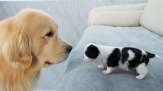 1.7M views · 120K reactions | Golden Retriever Meets 3 Week Old Rescued Puppy｜A Warm Beginning | Golden Retriever Puppy | Facebook