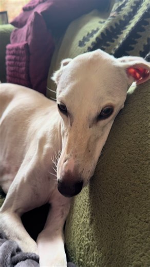Daily conversations with Mummy What’s everyone’s favourite continent? #dogs #greyhound #singing #rescue #dog