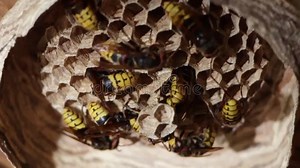 A Nest of a Paper Wasp. Useful Predatory Garden Insect, Which Destroys Pests Stock Video - Video of hornet, insect: 121167699