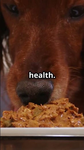 Natural Sources of Probiotics for Dogs 🍶