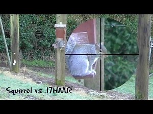 Squirrel Hunting with .17 HMR