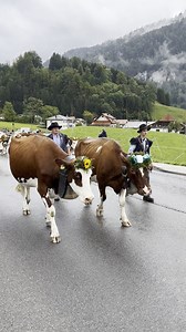 48 reactions · 3 comments | In early autumn, Switzerland’s cows and...