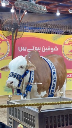 P House qurbani❤️ #cow #cattleworld #bull #bullfarm #animals #cowlover
