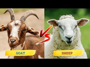 GOAT vs SHEEP: What’s the REAL Difference? 🐑🐐