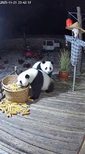 Corn Thief Pandas Trigger the Scarecrow… and Do a Domino Backroll! 🤣🌽🐼🐼