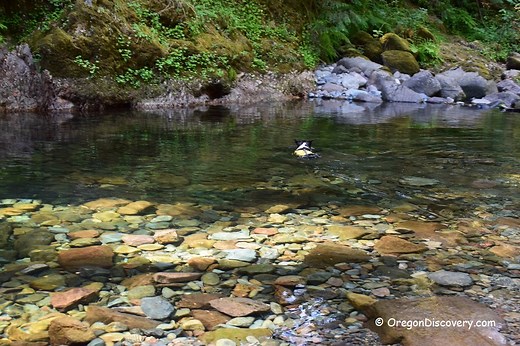 Brice Creek Trail - Hiking, Swimming, Camping, & Rockhounding - Oregon Discovery