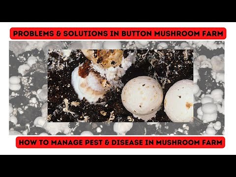 How To Manage Pest & Disease On A Button Mushroom Farm #buttonmushroom #mushroomcultivation