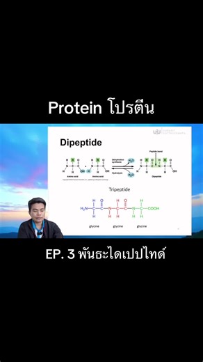 Understanding Peptide Bonds: Dipeptides and Tripeptides