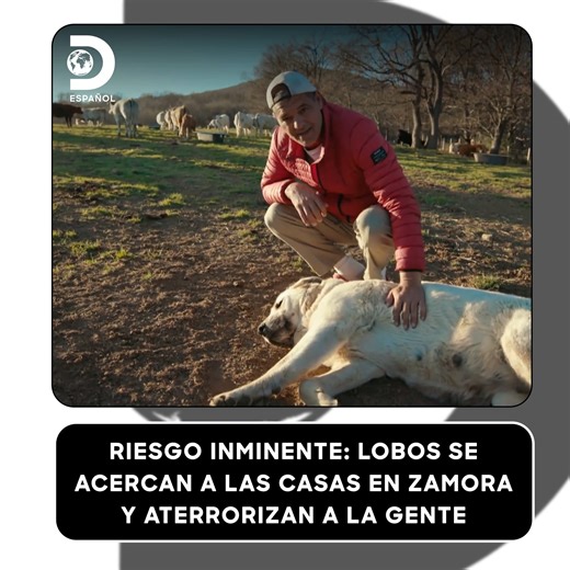 Una ganadera en Zamora denuncia que los lobos salvajes han atacado a sus terneros. Ella intenta espantarlos con sus perros, pero los lobos logran acercarse a las casas, poniendo en riesgo incluso a las personas. ¡La convivencia es imposible! 🐺🏡🚨 #WildFrankLobos Descubre más contenidos como este en #HBOMax Suscríbete ahora https://bit.ly/MAX-DiscoveryEsp | Discovery en Español