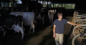 Best advice to U.S. dairy farmers? 'Sell out as fast as you can'