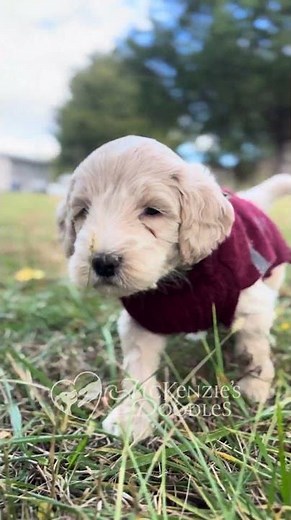 F1B Medium Goldendoodle Puppies | Chloe x River | 5-weeks old