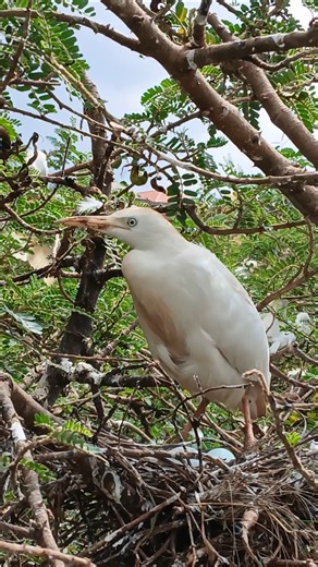 White Bird layed 2 eggs #nest #birds #wildlife #birdsong #nature #birdsnest #cutebirds #birdlove