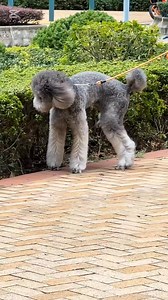 Giant Poodle #poodlelove #aboutpoodle #poodle | About Poodle