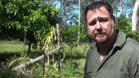 How to Build a Dragon Fruit (Pitaya) Trellis