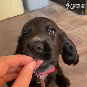 47K views · 8.9K reactions | Wishing a very happy first birthday to cocker spaniels Webber, Widget, Wylie and Wispa  Here they are practising their sits as little pups  | Hearing Dogs for Deaf People | Facebook