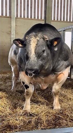 Massive Bull !!! | Belgium Blue