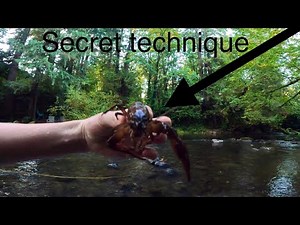 How to safely pick up and hold a Crawfish *what no one tells you*