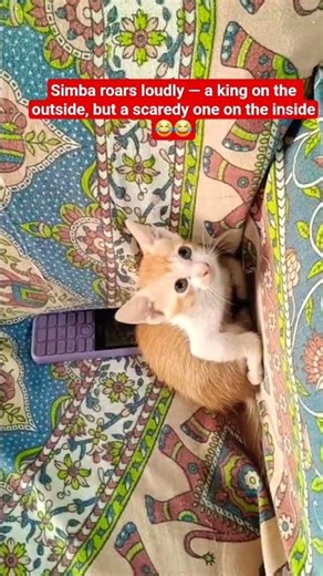 😂😂Simba roars loudly — a king on the outside, but a scaredy one on the inside.#cat #cuteanimal #cute