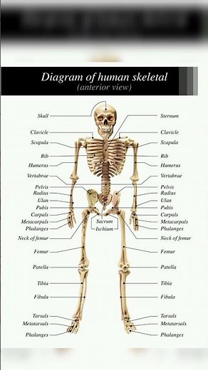 Human Skeleton System Labeled Structure 🦴