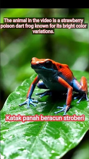 Strawberry Poison Dart Frog.