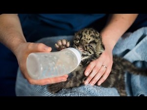 Adorable Newborn Leopard Cubs Hand Fed
